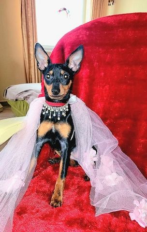 Prager Rattler Welpen  weiblich abgabebereit