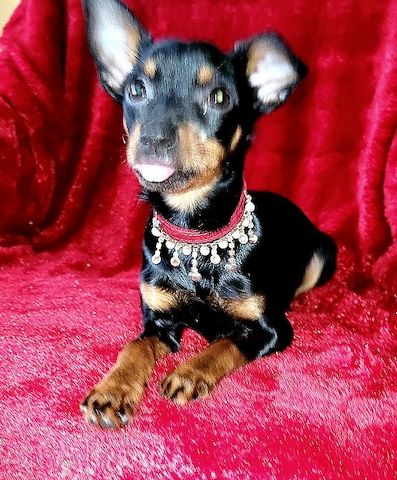 Prager Rattler Welpen  weiblich abgabebereit