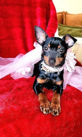 Prager Rattler Welpen  weiblich abgabebereit