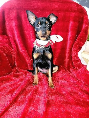 Prager Rattler Welpen  weiblich abgabebereit