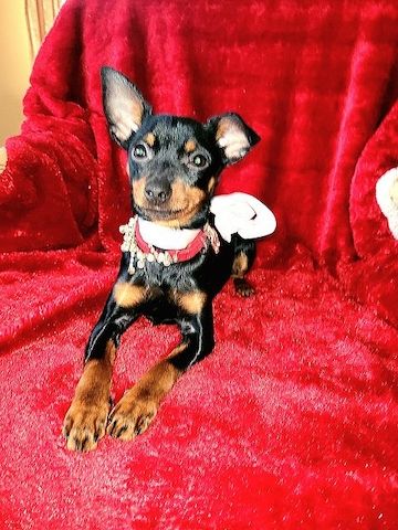 Prager Rattler Welpen  weiblich abgabebereit