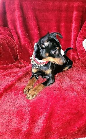 Prager Rattler Welpen  weiblich abgabebereit