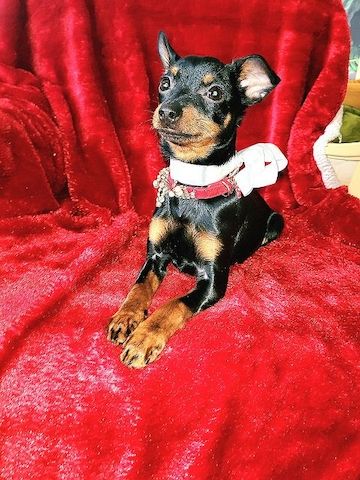 Prager Rattler Welpen  weiblich abgabebereit