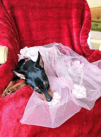 Prager Rattler Welpen  weiblich abgabebereit