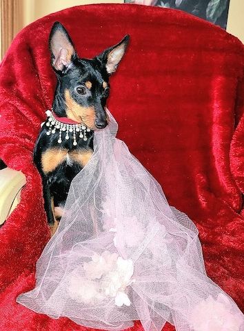 Prager Rattler Welpen  weiblich abgabebereit