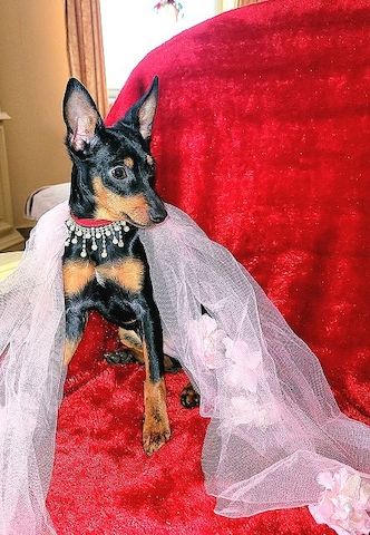 Prager Rattler Welpen  weiblich abgabebereit