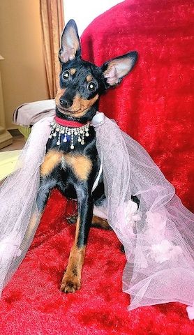 Prager Rattler Welpen  weiblich abgabebereit