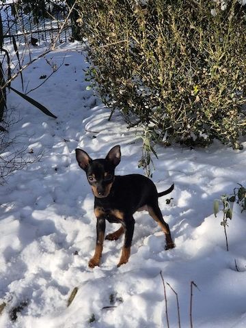 Prager Rattler Welpen  weiblich abgabebereit