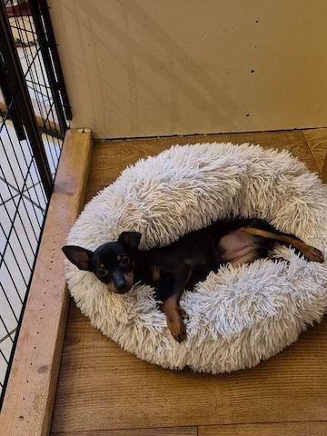 Prager Rattler Welpen  weiblich abgabebereit