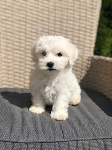 Malteserwelpen Welpen,,