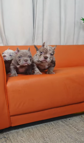 Exklusive American Bully Micro Welpen.