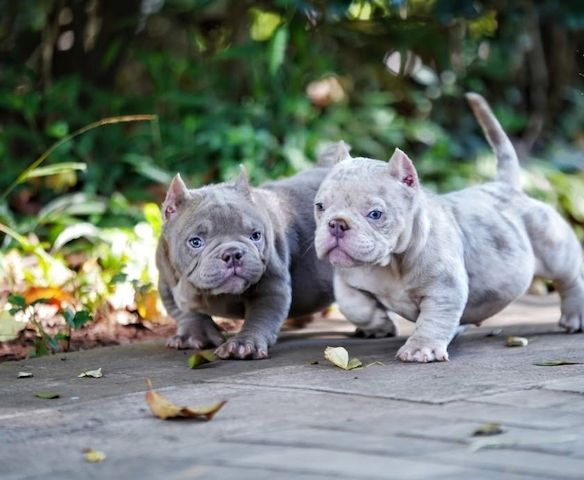 American Bully Micro aus Champion-Blutlinie.
