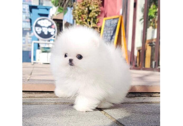 Pomeranian Welpen