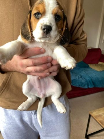 Beagle-Welpen abzugeben