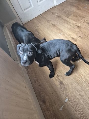 Blaue Staffordshire Bullterrier-Welpen zu verkaufen