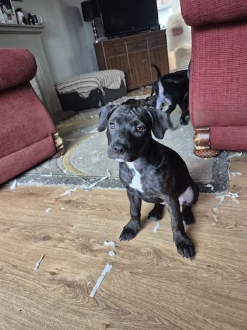Blaue Staffordshire Bullterrier-Welpen zu verkaufen
