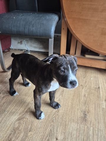 Blaue Staffordshire Bullterrier-Welpen zu verkaufen