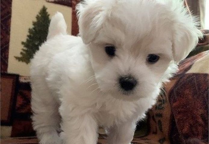 Malteserwelpen Welpen