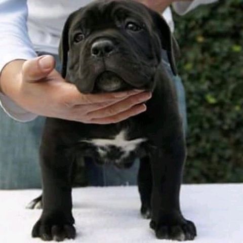 Cane Corso Welpen