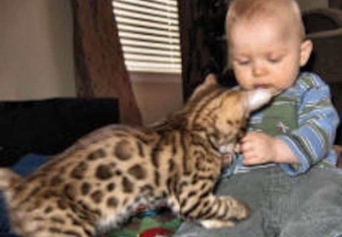 BENGAL-Kätzchen verfügbar