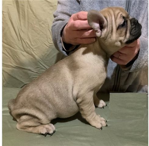 Entzückende französische Bulldoggenwelpen abzugeben