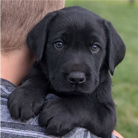 Labrador Welpen mit Ahntafel  Whats App: +49 15218927086