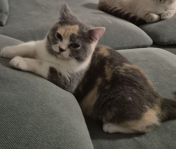 BKH Kätzchen tortie