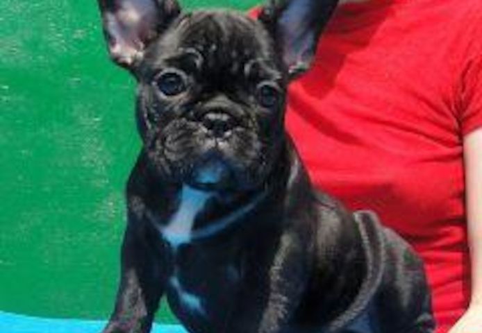 Französische Bulldogge Welpen