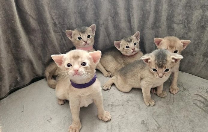Wunderschöne abessinische Kätzchen
