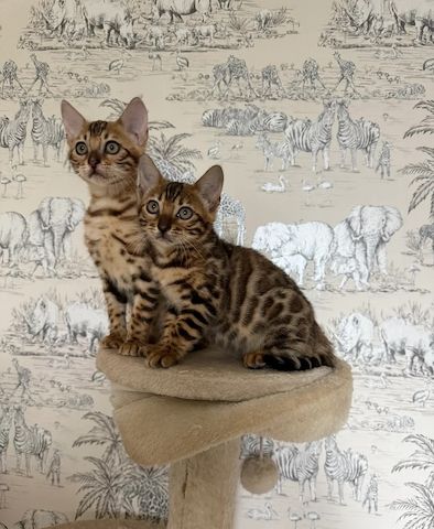 Entzückende Bengal-Kätzchen