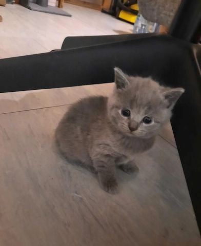 Britische Kurzhaar-Kätzchen