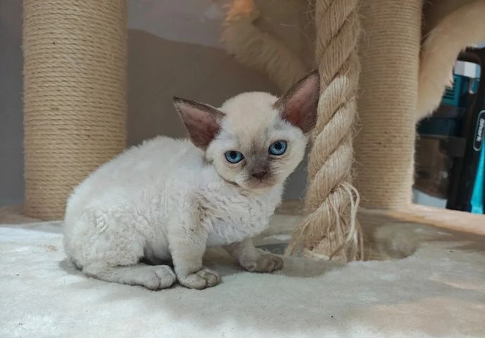 💖 Stammbaum Devon Rex Kitten 💖
