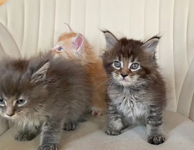 Maine-Coon-Kätzchen zu verkaufen