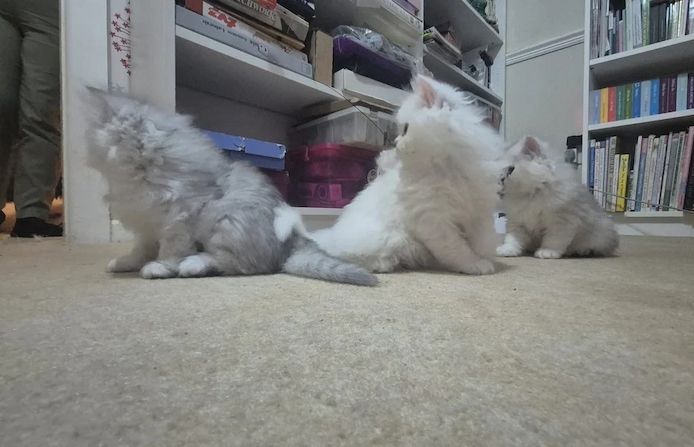 🐾 Persische Chinchilla-Kätzchen verfügbar