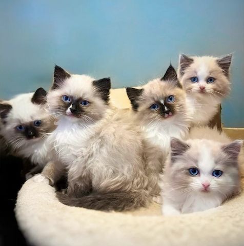Ragdoll-Kätzchen