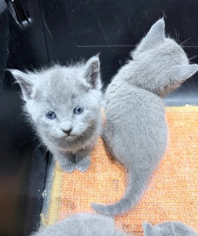 süße russische blaue Kätzchen