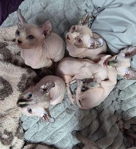 Die wunderschöne, liebevolle Sphynx ist jetzt startbereit