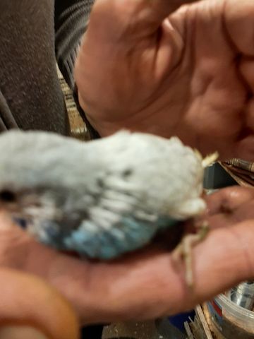 wunderschöne Wellensittiche