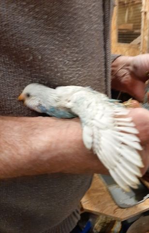 wunderschöne Wellensittiche