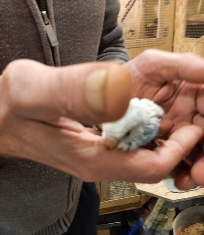 wunderschöne Wellensittiche