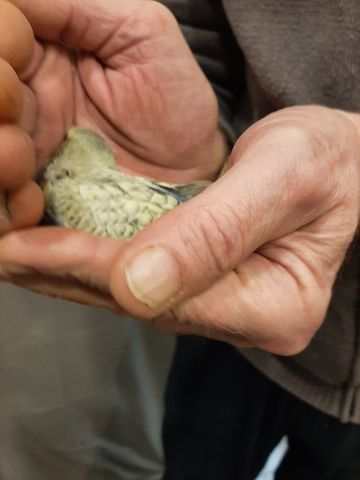 wunderschöne Wellensittiche