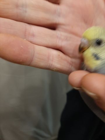 wunderschöne Wellensittiche