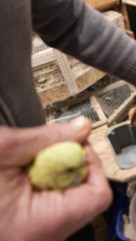 wunderschöne Wellensittiche