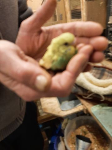 wunderschöne Wellensittiche