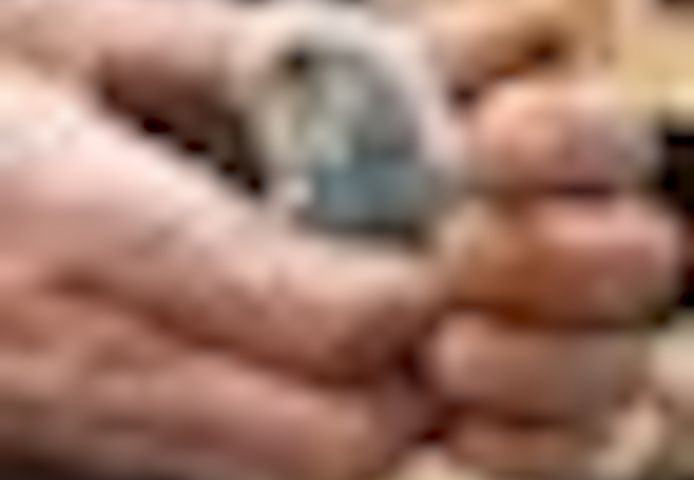 wunderschöne Wellensittiche