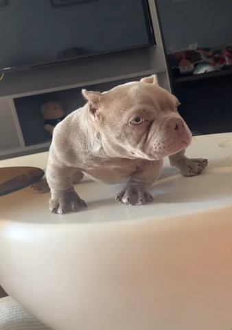 Premium Micro American Bully Welpen