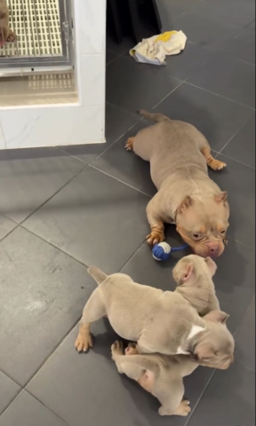 Hochwertige Micro American Bully Welpen.