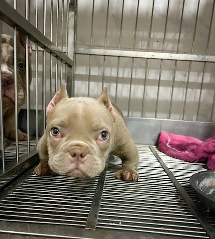 Hochwertige Micro American Bully Welpen.