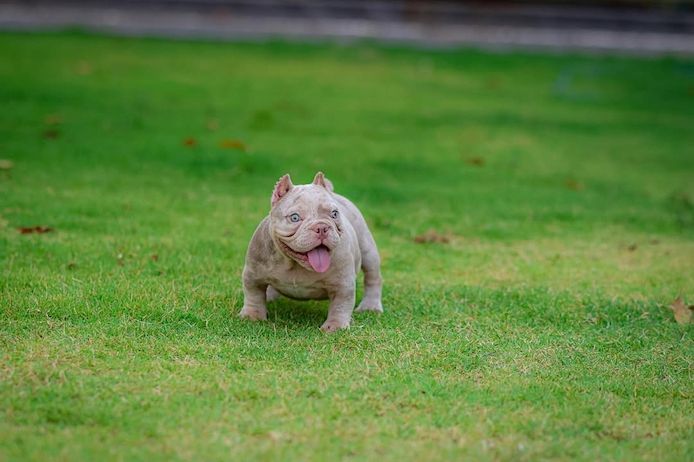Amerikanische Micro Bully Blue Tricolor/Merle Welpen.