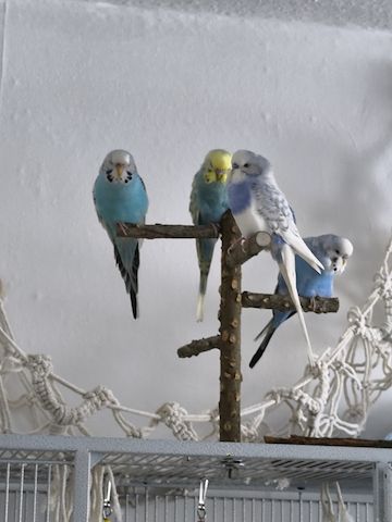 4 fitte Wellis suchen neues zu Hause